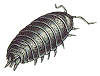 Sow bug